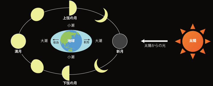 満月や新月の関連性